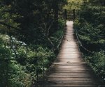 black-hanging-bridge-surrounded-by-green-forest-trees-775201
