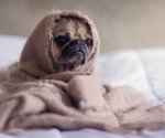close-up-photography-of-fawn-pug-covered-with-brown-cloth-374898imageByBurston Pixabey