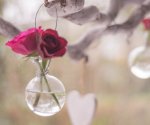 love-celebrate-valentine-happy-valentine-47396 (2)