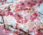 nature-spring-pink-cherry-tree-112141